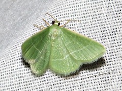 Chlorissa attenuata