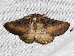 Aphilopota subalbata