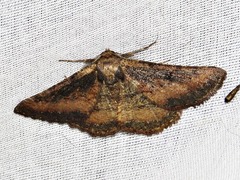 Aphilopota subalbata