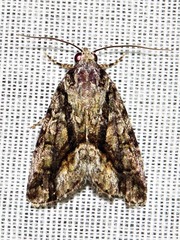 Iambia inferalis