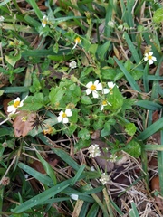 Bidens alba
