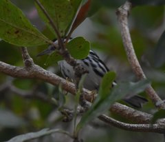Mniotilta varia