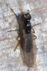 Mumetopia occipitalis