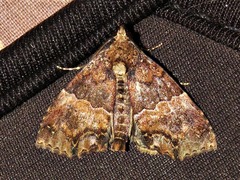 Rhynchodontodes antistropha