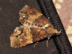 Rhynchodontodes antistropha