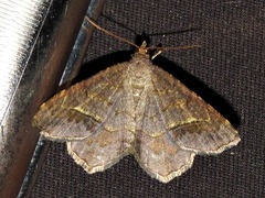 Chiasmia confuscata