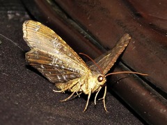 Chiasmia confuscata