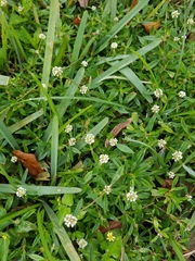 Spermacoce verticillata