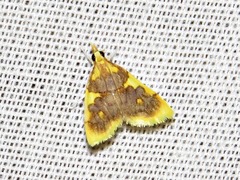 Sameodesma xanthocraspia