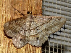 Chiasmia streniata streniata