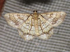 Chiasmia streniata streniata