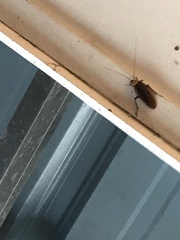 Homalosilpha ustulata