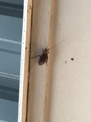 Homalosilpha ustulata