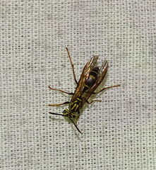 Polybia fastidiosuscula