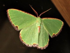 Heterorachis devocata devocata