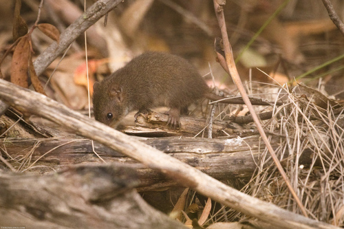Mainland Dusky Antechinus