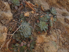 Graptopetalum sinaloensis