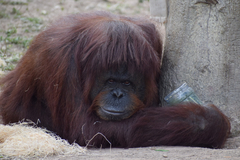 Pongo