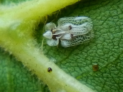 Sycamore lace bug