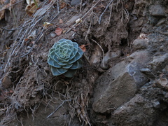 Graptopetalum sinaloensis