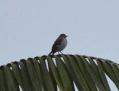 Mimus polyglottos