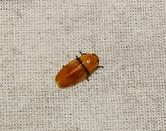Monecphora cingulata