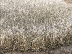 Juncus roemerianus