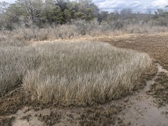 Juncus roemerianus