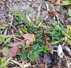 Indigofera spicata