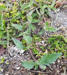 Tridax procumbens