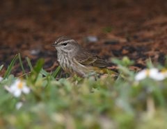 Setophaga palmarum palmarum