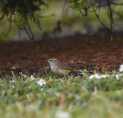 Setophaga palmarum palmarum
