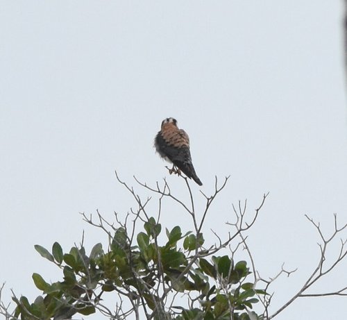 Falconidae image