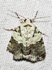 Blenina squamifera