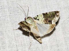 Blenina squamifera