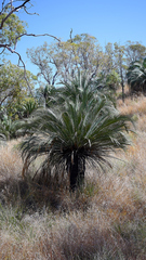 Macrozamia moorei