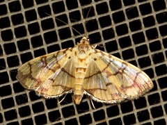 Pardomima