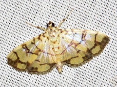 Pardomima