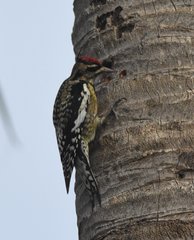 Sphyrapicus varius