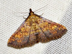 Cerynea thermesialis