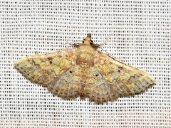 Cerynea thermesialis