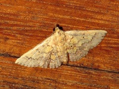 Cerynea thermesialis