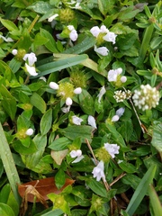 Richardia grandiflora