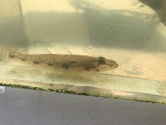 Glossogobius giuris