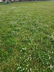 Bidens alba