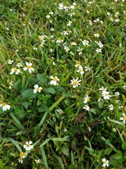 Bidens alba