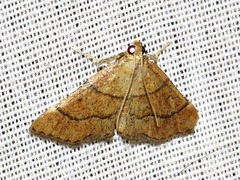 Stemmatophora depressalis