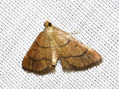 Stemmatophora depressalis