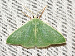 Neromia rubripunctilla