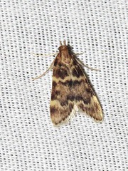 Aglossa phaealis